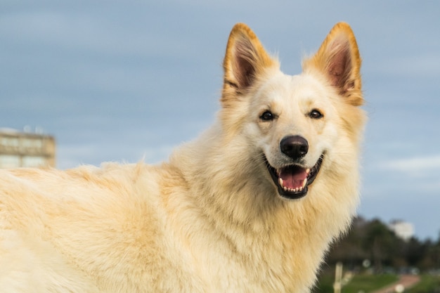 perro blanco