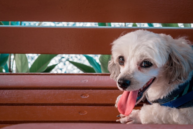 El perro blanco