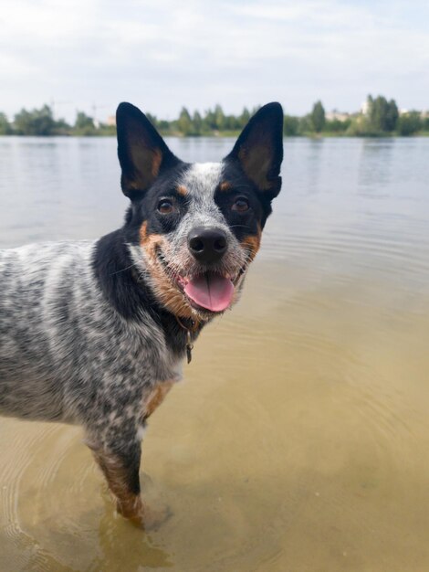 Un perro blue heeler se para en el agua frente a un lago.