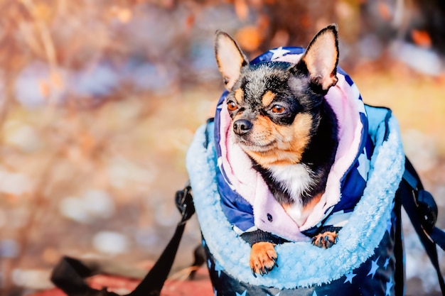 Perro en una bolsa de transporte para mascotas. Chihuahua a pasear en bolso en invierno u otoño.