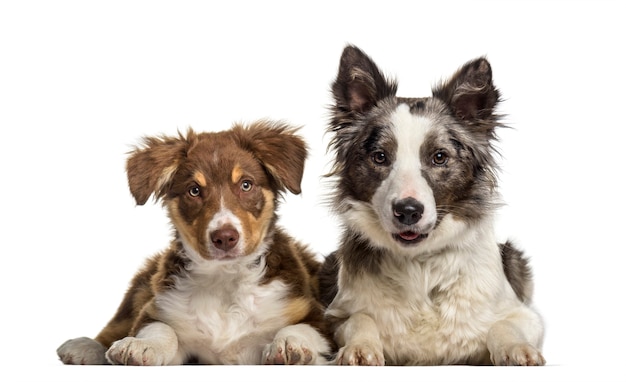 Perro Border Collie, de 1 año de edad, y Border Collie cachorro, de 3 meses de edad, recostada contra el fondo blanco.