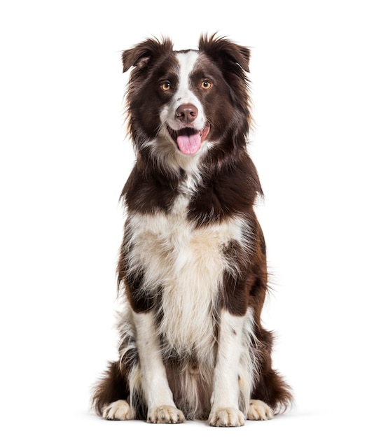 Perro Border Collie, de 2 años de edad, sentada contra el fondo blanco.