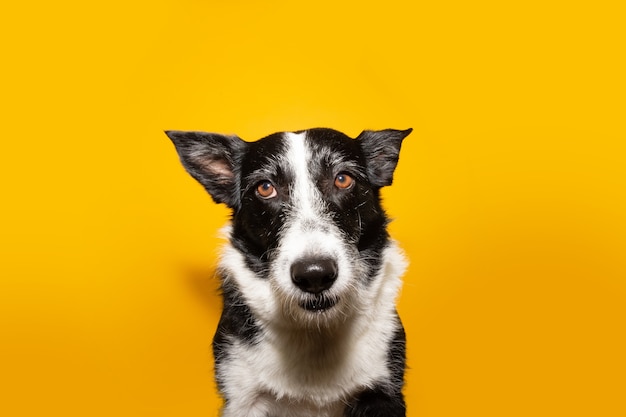 Perro border collie aislado en amarillo