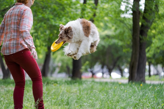 Perro Border Collie atrapa un disco volador