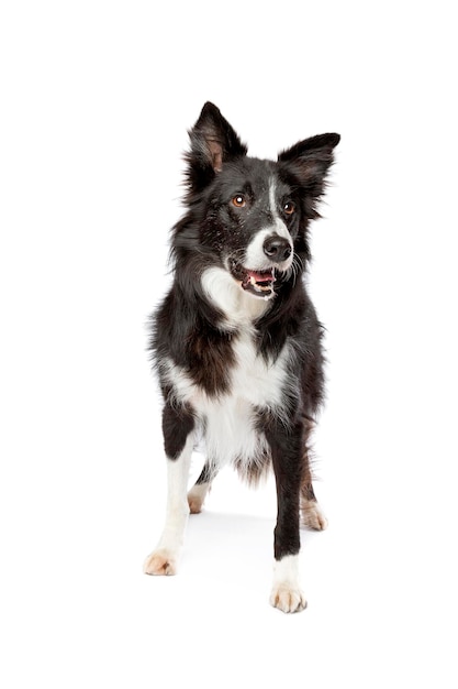 Perro border collie blanco y negro