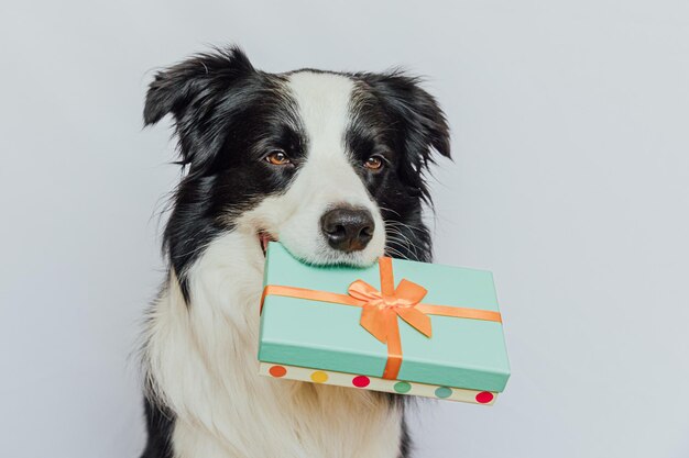 Perro border collie con caja de regalo verde en la boca aislado en fondo blanco Navidad nuevo y