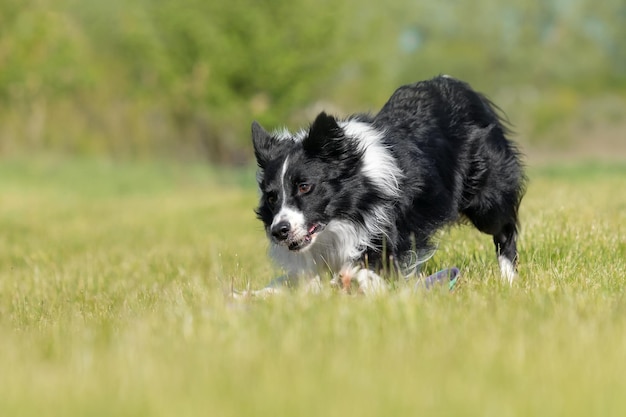 Perro Border Collie corriendo en el césped verde Perro activo