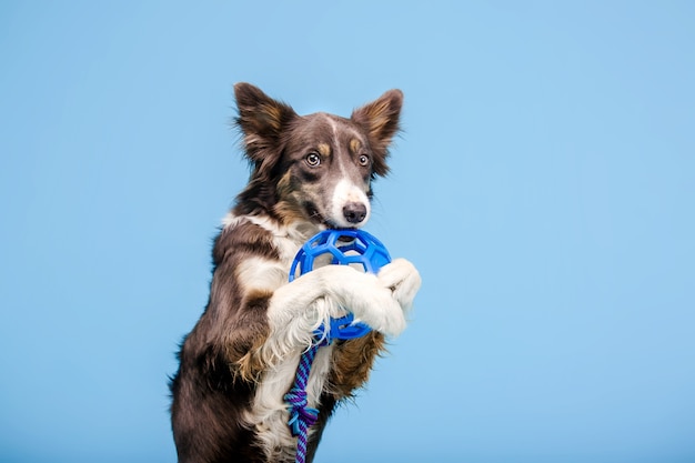 Perro Border Collie en el estudio fotográfico sobre fondo azul.