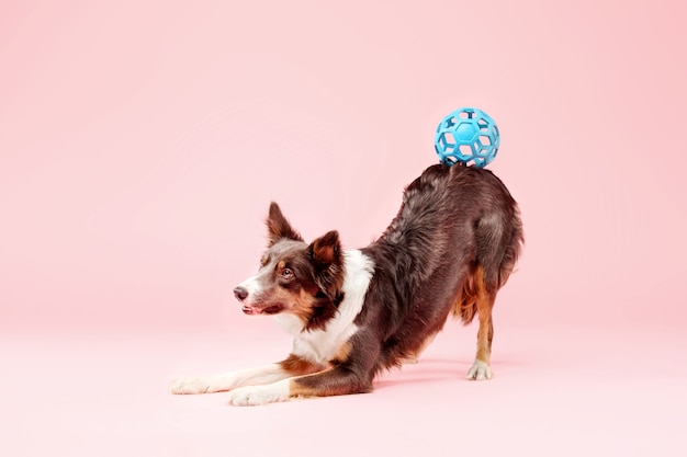 Perro Border Collie en el estudio fotográfico sobre fondo rosa