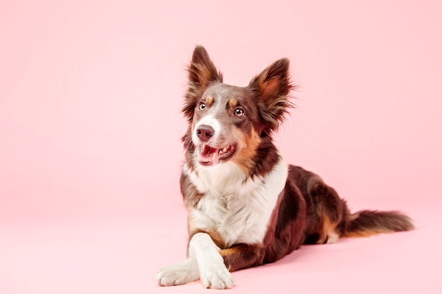 Perro Border Collie en el estudio fotográfico sobre fondo rosa
