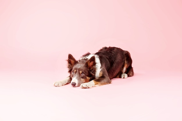 Perro Border Collie en el estudio fotográfico sobre fondo rosa