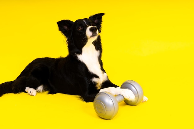 Perro border collie con forma de mancuerna apporte objeto de entrenamiento aislado