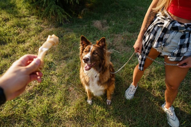 Perro border collie joven con una correa en el parque