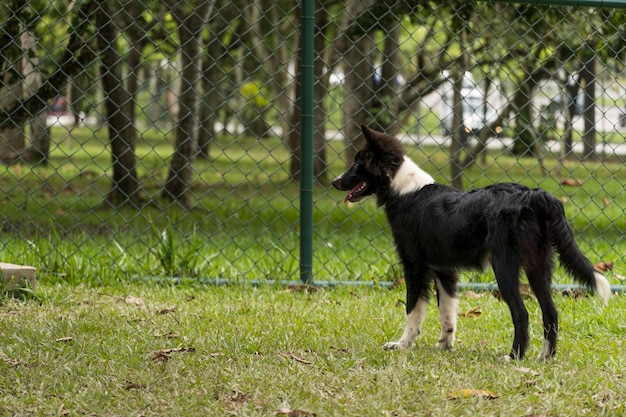 Perro Border Collie jugando y divirtiéndose en el parque. Enfoque selectivo.