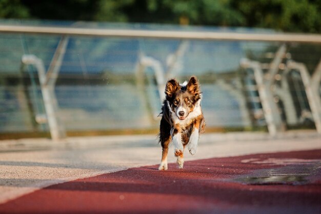 Perro border collie en la mañana