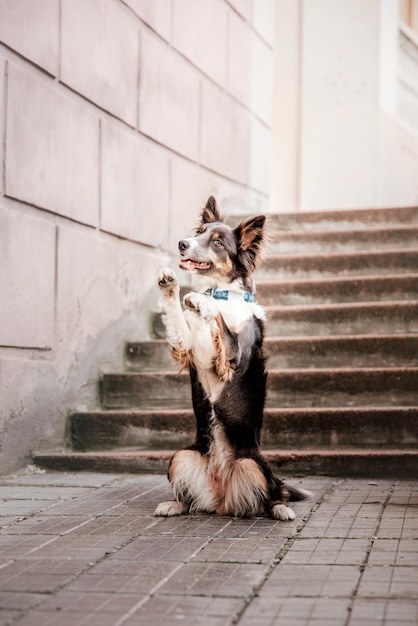 Perro border collie en la mañana