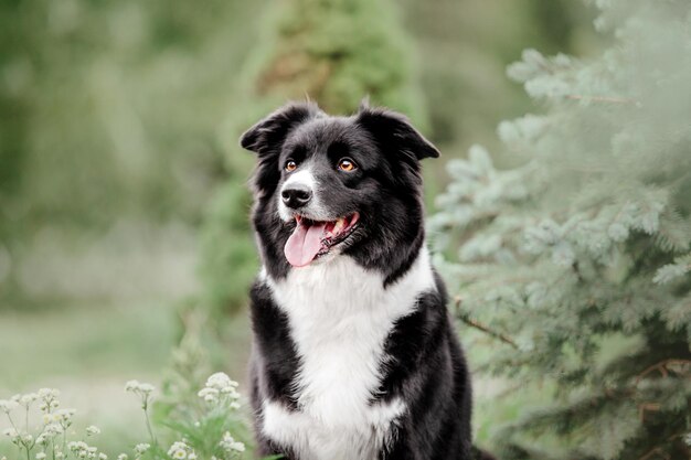 Perro border collie en la mañana