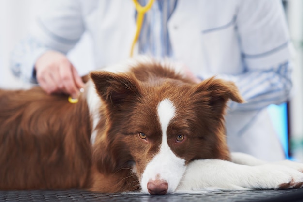 Perro Border Collie marrón durante la visita al veterinario Foto de alta calidad