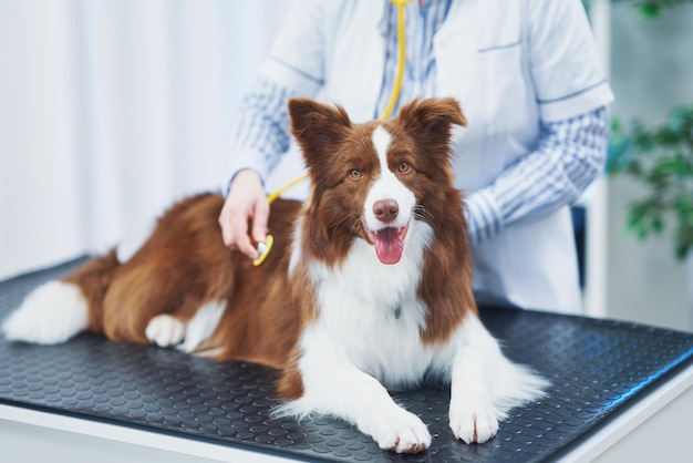 Perro Border Collie marrón durante la visita al veterinario Foto de alta calidad