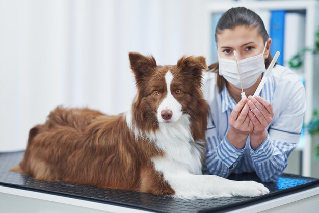 Perro Border Collie marrón durante la visita al veterinario Foto de alta calidad