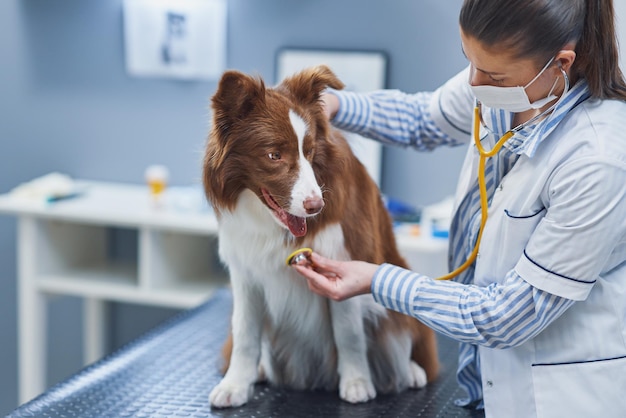 Perro Border Collie marrón durante la visita al veterinario Foto de alta calidad