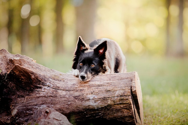 Un perro border collie mira un tronco.