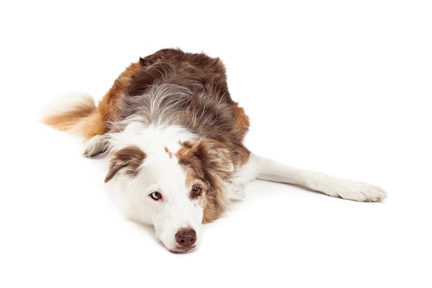 Perro Border Collie Mirando Triste Acostado