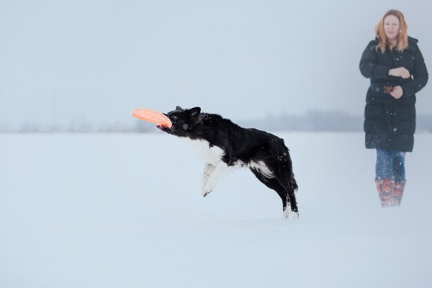 Perro border collie en la nieve