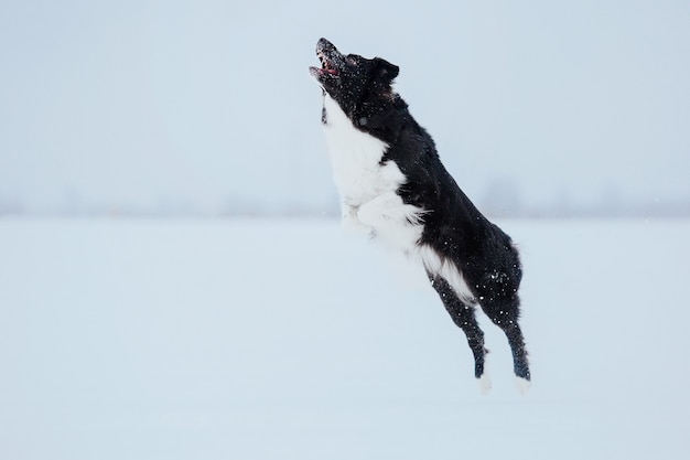 Perro border collie en la nieve