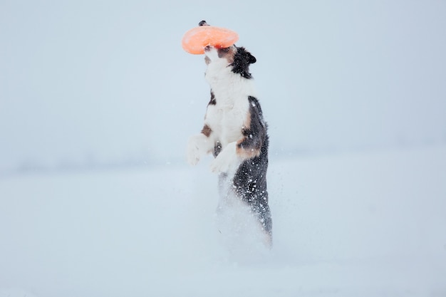 Perro border collie en la nieve