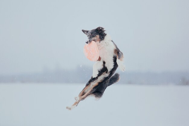 Perro border collie en la nieve