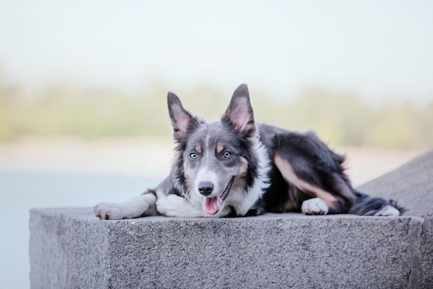 Perro border collie en el paseo por la ciudad Perro en la ciudad