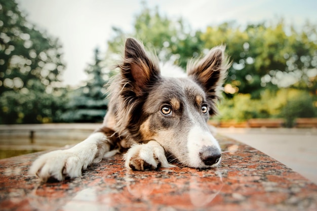 Perro border collie en el paseo matutino