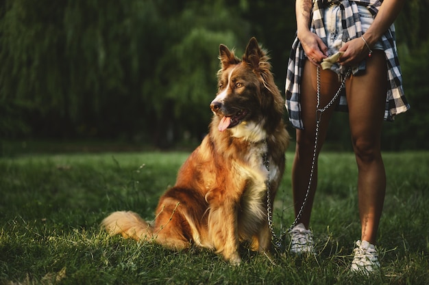 Perro border collie en un paseo en el parque con su dueña