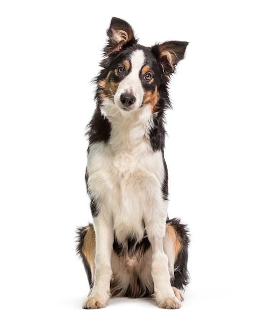 Perro Border Collie sentado contra el fondo blanco.