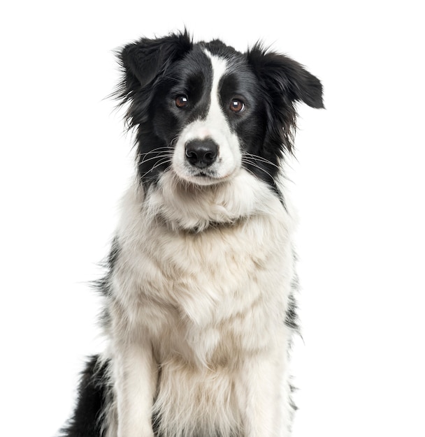 Perro Border Collie sentado, recortar