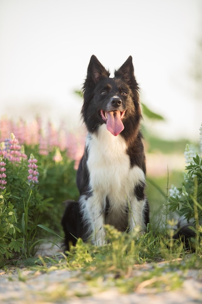 Un perro border collie se sienta en un campo de flores.