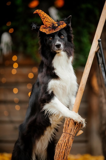 Foto un perro border collie con sombrero y escoba.