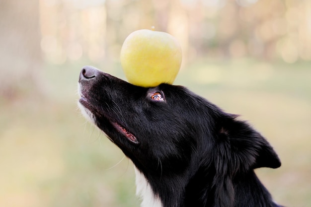 El perro Border Collie tiene una manzana en la cabeza.