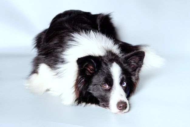 Un perro border collie yace sobre un fondo claro