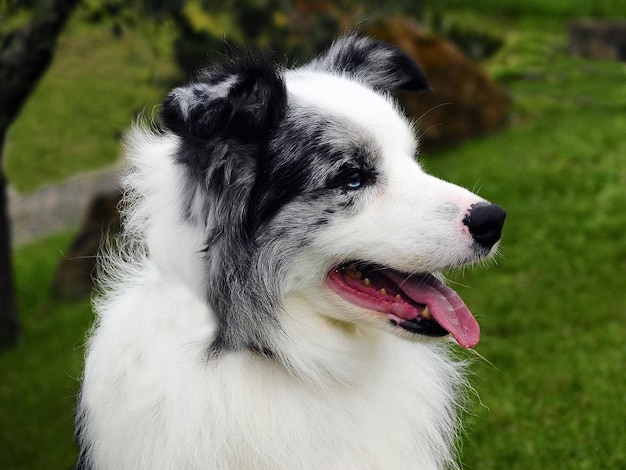 El perro Border Collie