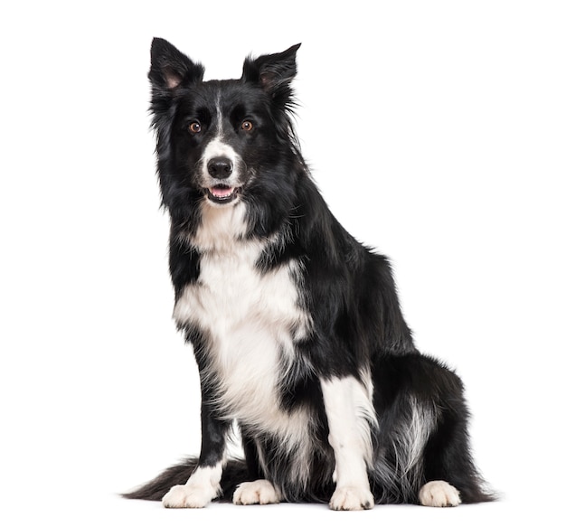 Perro Border Collie