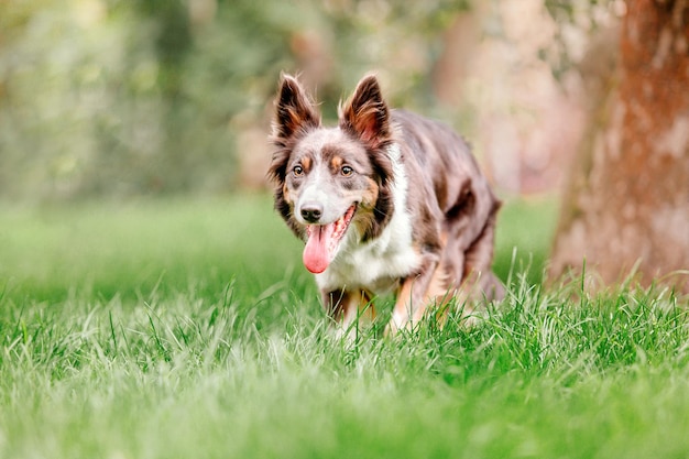 perro border collie