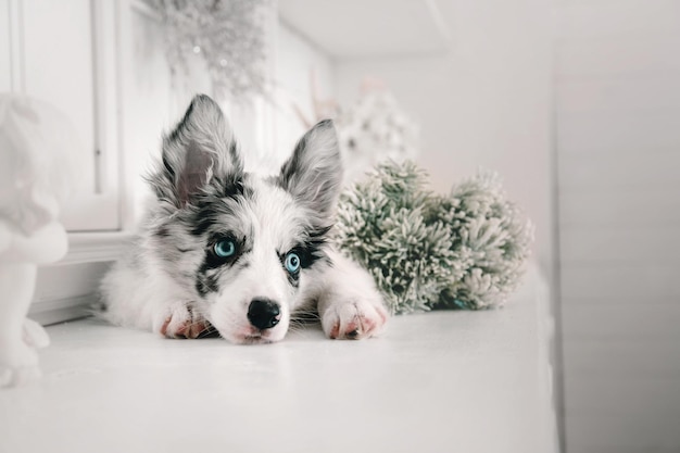 perro border collie