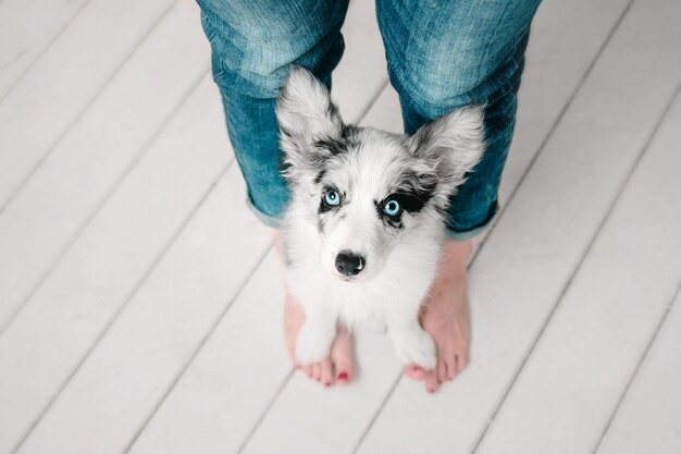 perro border collie