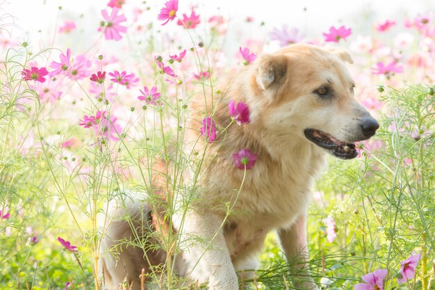 Perro borroso y flor para el fondo