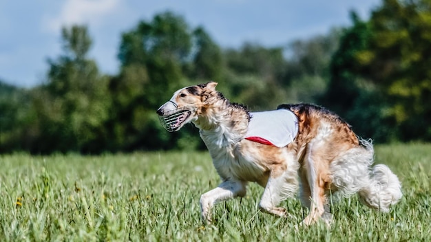 Perro Borzoi con camisa blanca corriendo en el campo en la competencia de carreras de señuelos