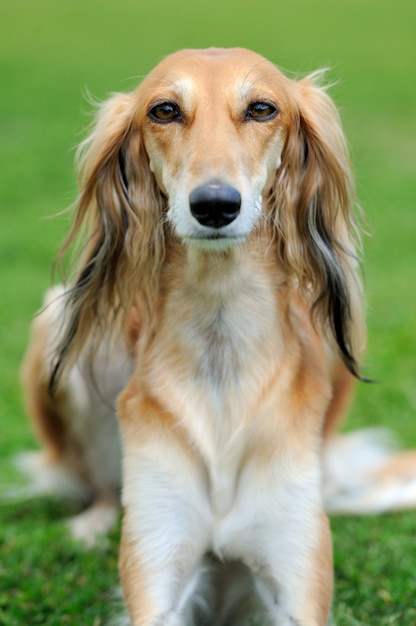 Perro Borzoi marrón en verde hierba de verano