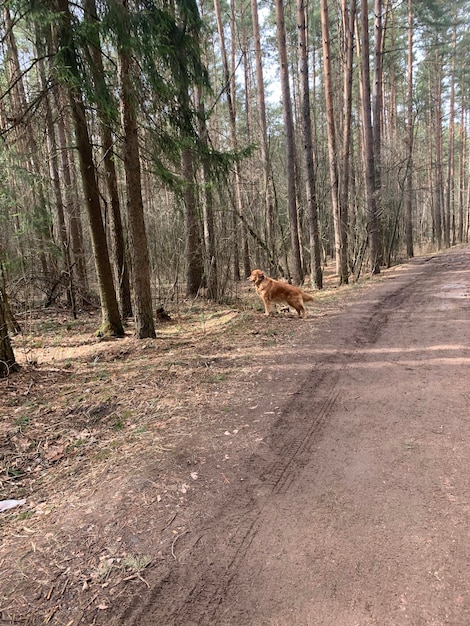 El perro se para en el bosque en el camino y sigue los susurros en los arbustos.