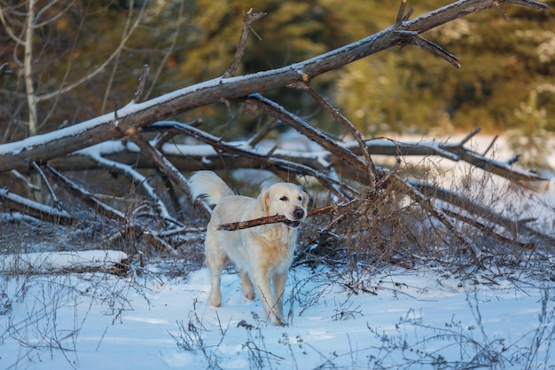 Perro en el bosque de invierno